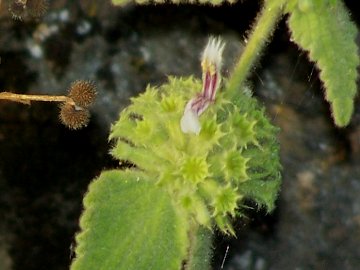 Pseudodictamnus hispanicus (=Ballota hispanica) / Cimiciotta maggiore